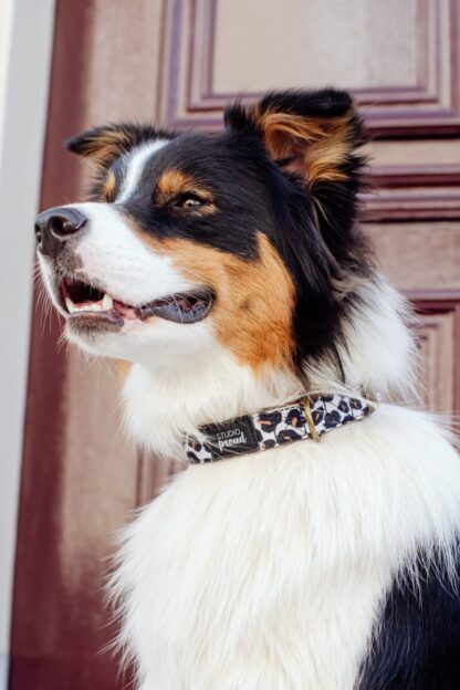 The pipe - Leopard Collar - Image 4