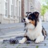 Zuidas - Leopard dog leash - Image 4