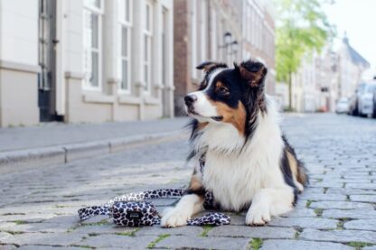 Zuidas - Leopard dog leash - Image 4