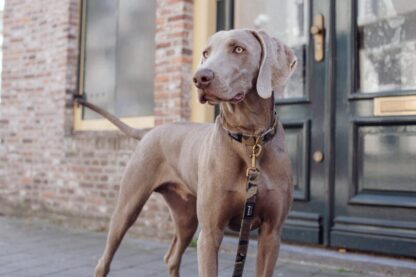 Kreuzberg - Camouflage Collar - Image 6