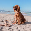 Anchorage - Teddy Brown hondenriem - Afbeelding 5