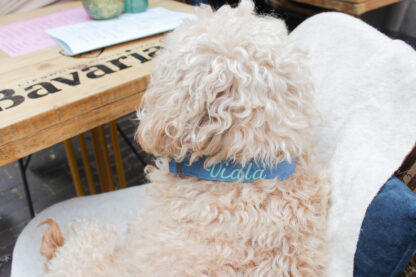 Brooklyn - Denim collar - Image 8