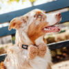 Homer - Teddy Brown Bowtie - Image 2
