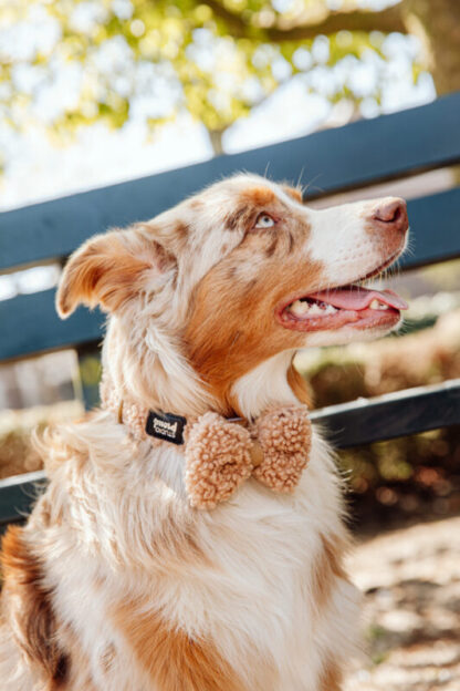 Homer - Teddy Brown Bowtie - Image 2
