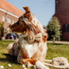 Campbell - Teddy Light hondenriem - Afbeelding 4