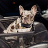 Studio Proud - foldable dog car seat - Image 6