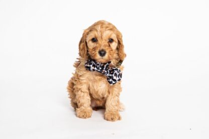 Jordaan - Leopard Bow Tie - Image 2