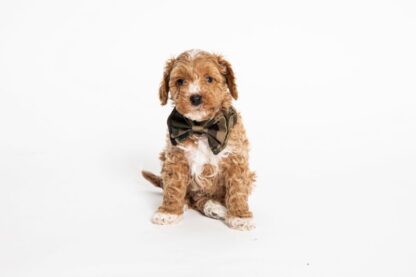Mitte - Camouflage Bow Tie - Image 4