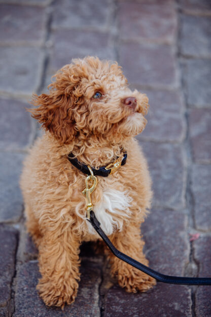 Notre-Dame - Black snake print collar - Image 5