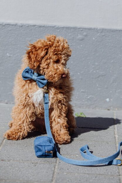 Queens - Denim dog leash - Image 7