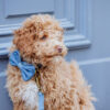 The Bronx - Denim Bow Tie - Image 8