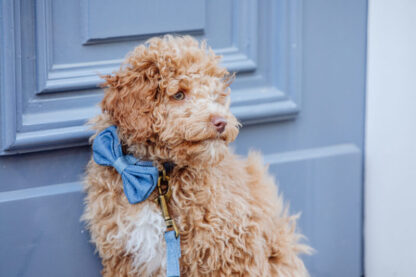 The Bronx - Denim Bow Tie - Afbeelding 8