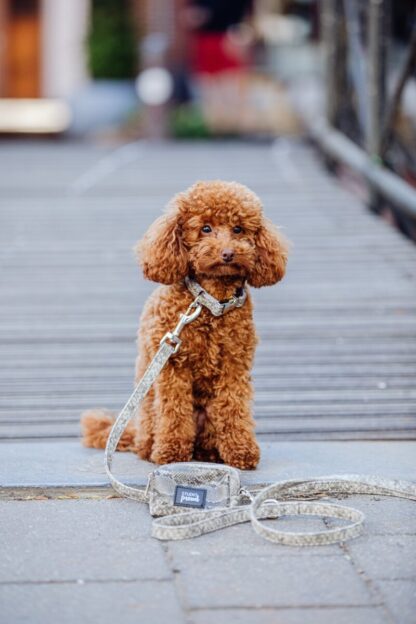 The beaches - Gray snake print dog leash - Image 3