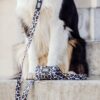 Zuidas - Leopard dog leash - Image 5
