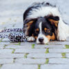Old South - Leopard despenser for dog waste bags - Image 9