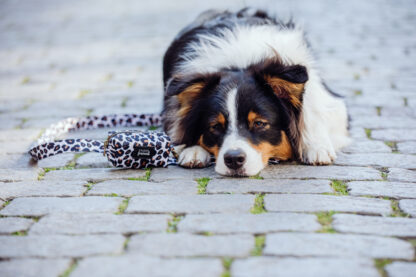 Old South - Leopard despenser for dog waste bags - Image 9