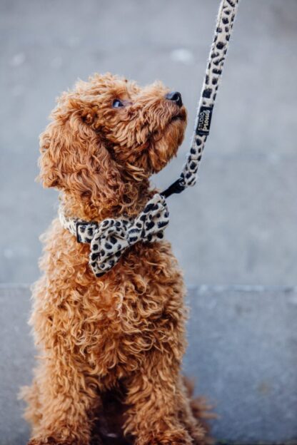 Södermalm - Cheetah dog leash - Image 6