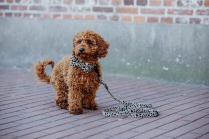 Södermalm - Cheetah dog leash - Image 7