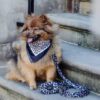 Zuidas - Leopard dog leash - Image 6