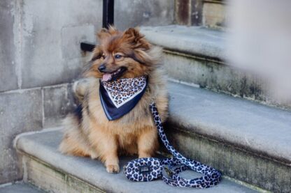 Zuidas - Leopard dog leash - Image 6