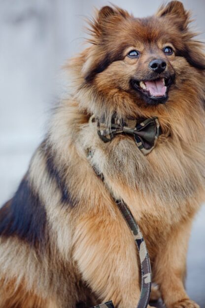 Kreuzberg - Camouflage Collar - Image 9