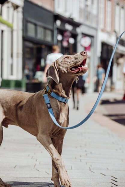 Queens - Denim dog leash - Image 8