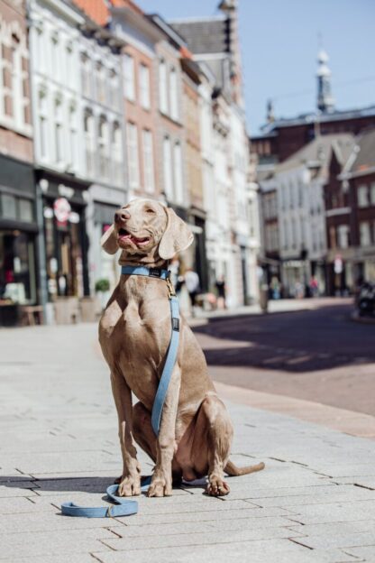 Queens - Denim dog leash - Image 9
