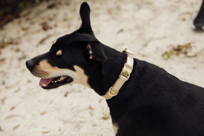 Copacabana - Gold Dog collar with Gold Accessories - Image 7