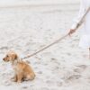 Campbell - Teddy Light hondenriem - Afbeelding 5