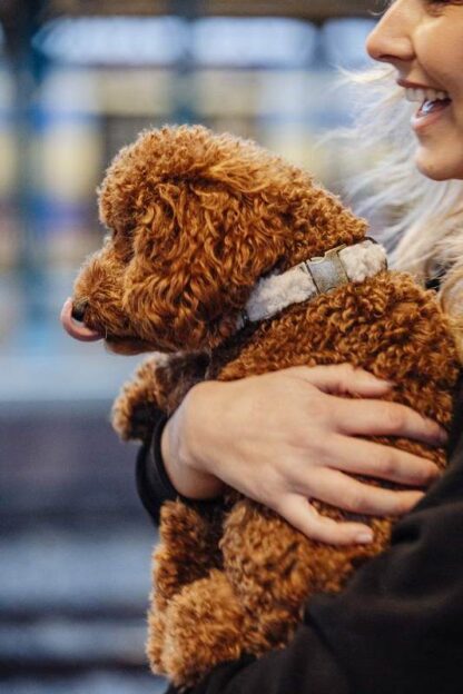Campbell - Teddy Light dog leash - Image 6