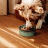 Everyday Proud Lucious Lamb Crunchy - Afbeelding 3