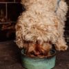 Proud & Free Lucious Lamb Squeezy losse zak - Afbeelding 2