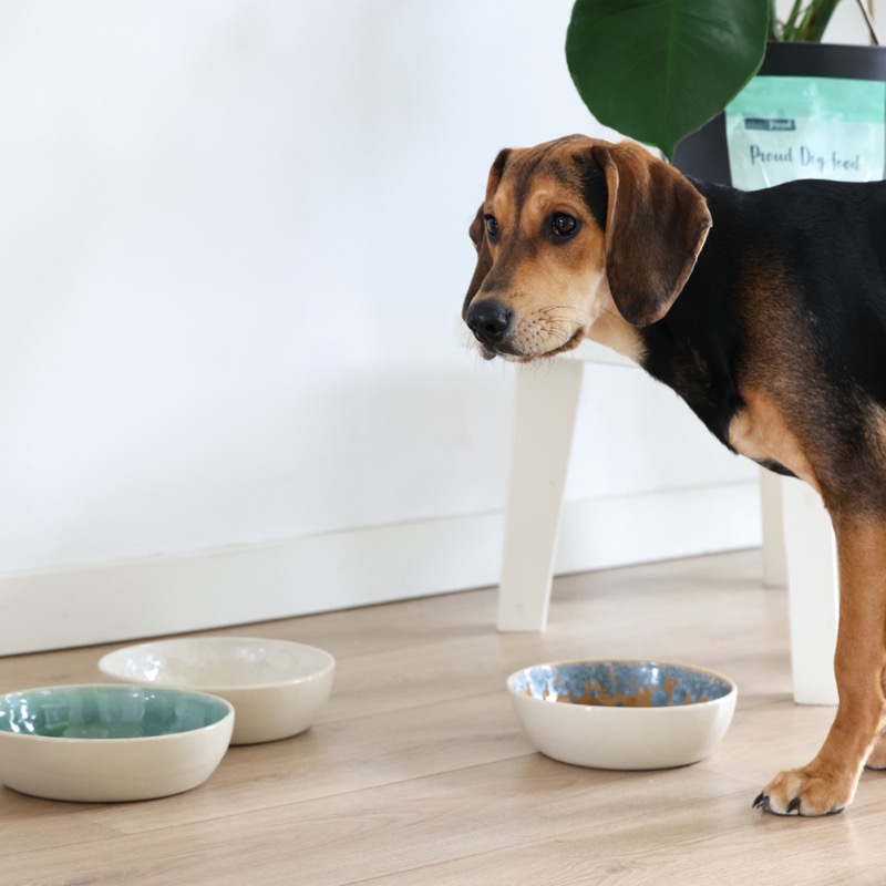 amateur Oranje langzaam Rhein – Honden voerbakje – Groen/blauw – Studio Proud