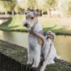 Anchorage - Teddy Brown hondenriem - Afbeelding 4