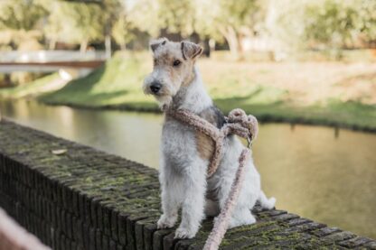 Anchorage - Teddy Brown dog leash - Image 4