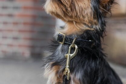 Notre-Dame - Black snake print collar - Image 2