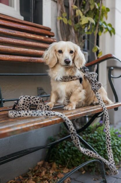 Södermalm - Cheetah dog leash - Image 2