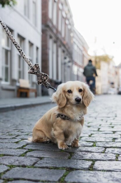 Gamla Stan - Cheetah Bow Tie - Image 5