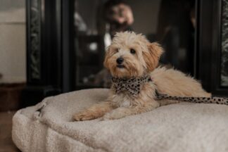 Teddy light hondenmand