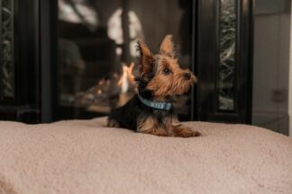 Teddy brown hondenkussen