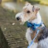 The Bronx - Denim Bow Tie - Image 7