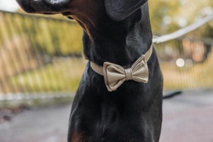 Copacabana - Gold Dog collar with Gold Accessories - Image 3