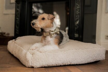 Copacabana - Gold Dog collar with Gold Accessories - Image 2