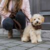Vesterbro - Teddy Dark Brown hondenriem - Image 2