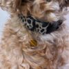 Tijgeroog ster hanger - Image 3