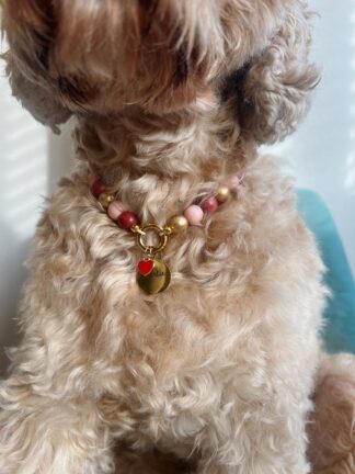 Hondenketting - Tanger