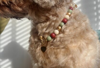 Hondenketting - Essaouira - Afbeelding 3