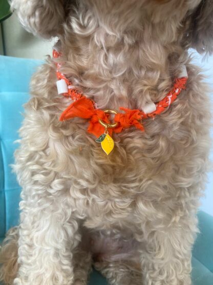 hondenketting - Tata - Afbeelding 4