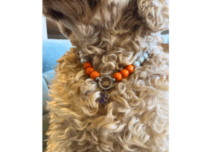 Hondenketting - Tamri - Afbeelding 2