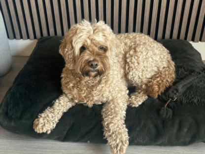 Wasbare Fleece Hondenkussen Hoes Groen – Zachte, Anti-Slip & Personaliseerbaar | Studio Proud - Afbeelding 3